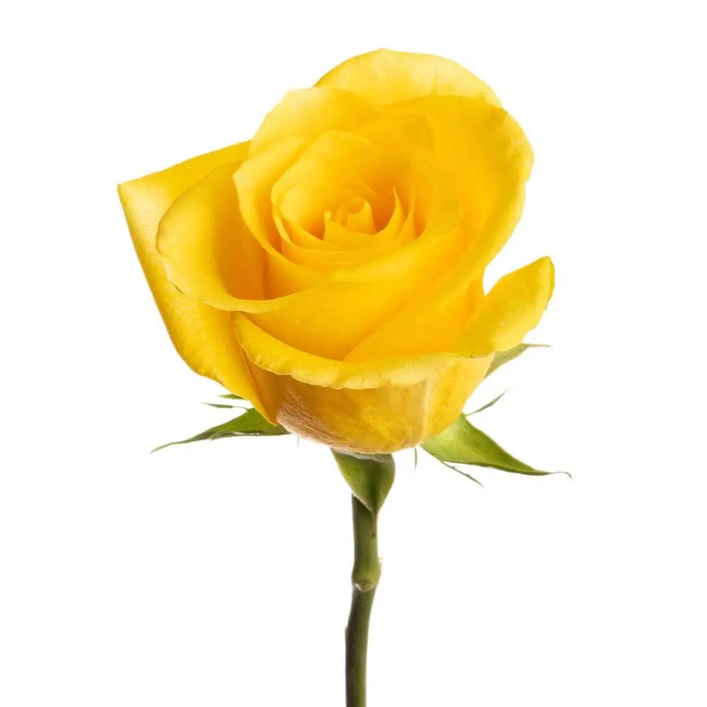 2610-esmeralda-rose-momentum (1).webp