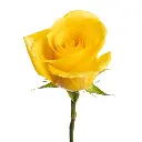 2610-esmeralda-rose-momentum (1).webp