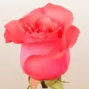 PinkLoveRoses_1.webp