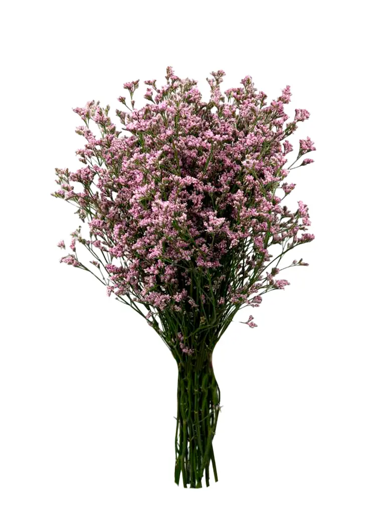 LIMONIUM-PK-frontal.webp