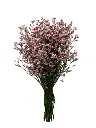 LIMONIUM-PK-frontal.webp