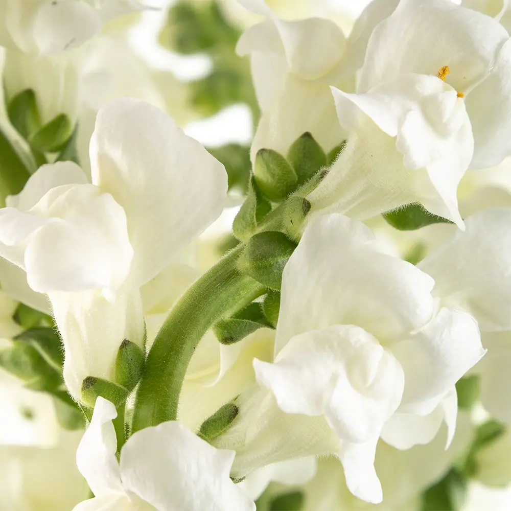 White-Snapdragon-oqtw9qxu6mh4zld7lk2qjybh0h0th0w9pi9rwqla8g.webp