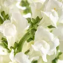 White-Snapdragon-oqtw9qxu6mh4zld7lk2qjybh0h0th0w9pi9rwqla8g.webp