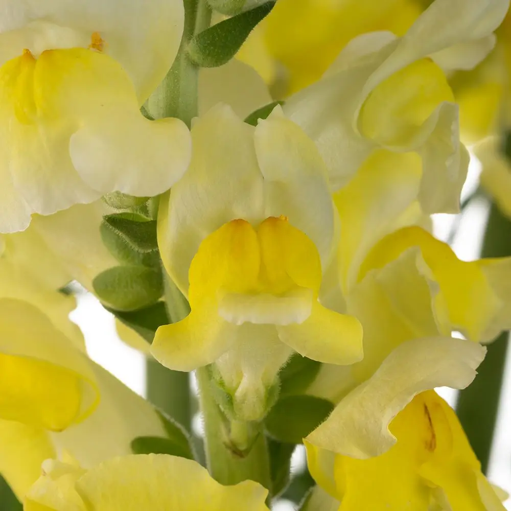 YellowSnapdragon-oqtw9qxu6mh4zld7lk2qjybh0h0th0w9pi9rwqla8g.webp