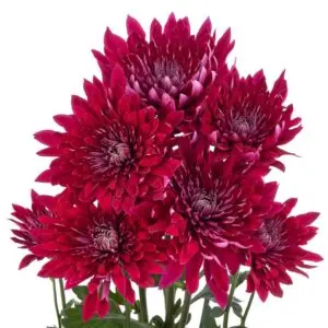 Chrysanthemum-Zumba-2-300x300.webp