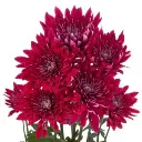 Chrysanthemum-Zumba-2-300x300.webp
