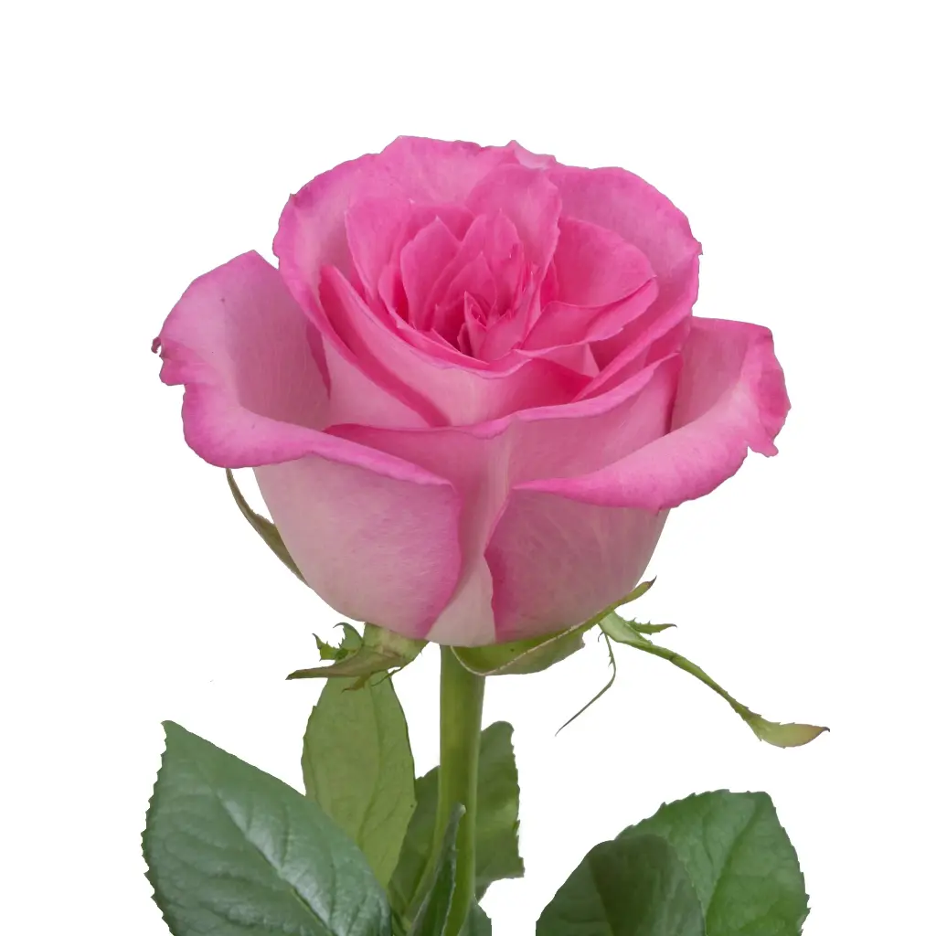 Sweet_Unique_Roses_Bloomingmore_A.webp