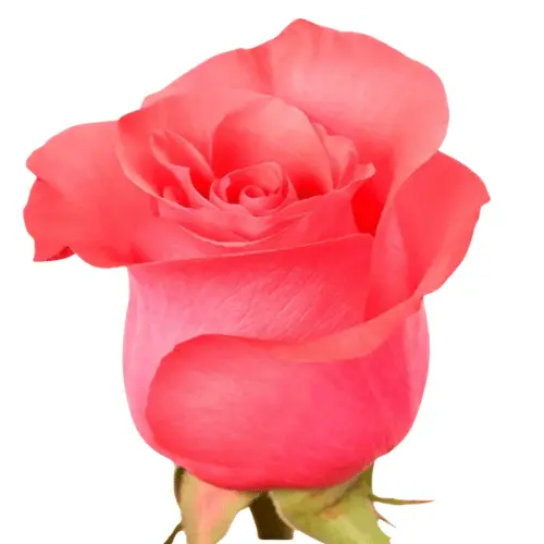 Untitled design (41).webp