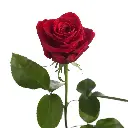 Freedom-Rose.webp