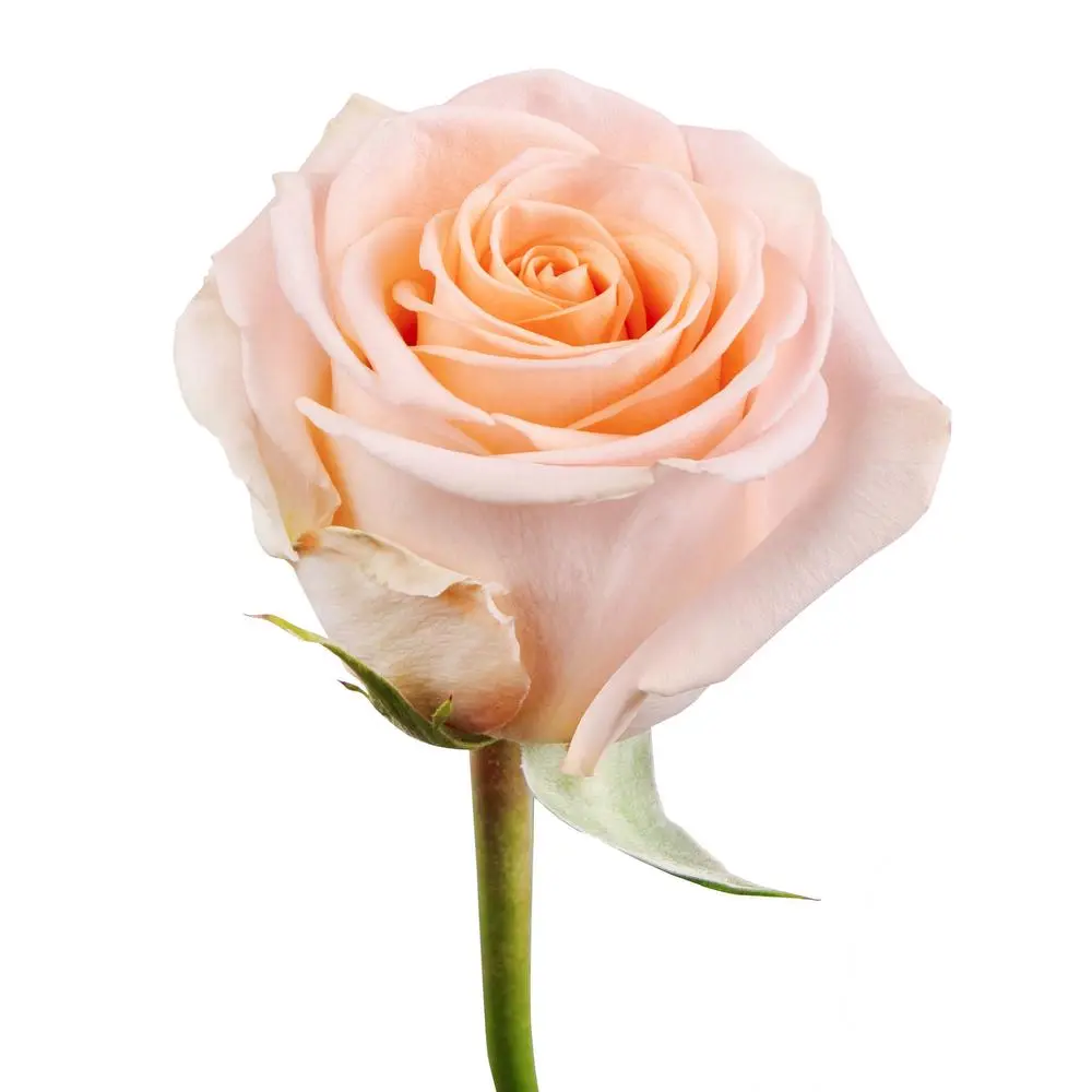 Rose-tiffany.webp
