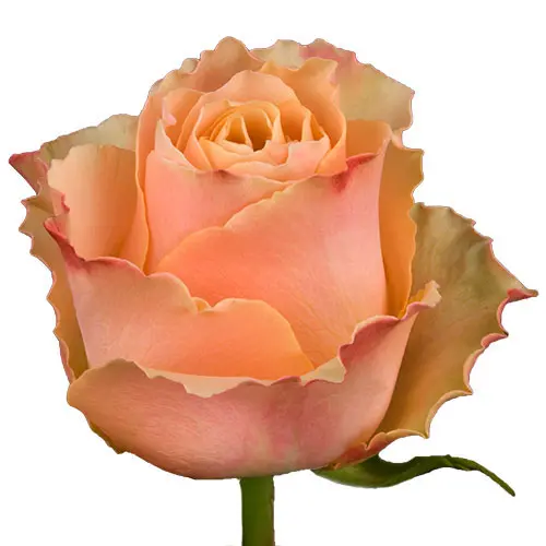 rose-carpe-diem-apricot-500x500.webp