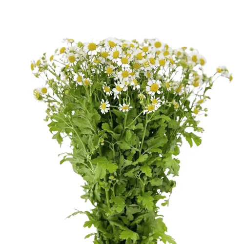 Untitled design (42).webp