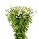 Untitled design (42).webp