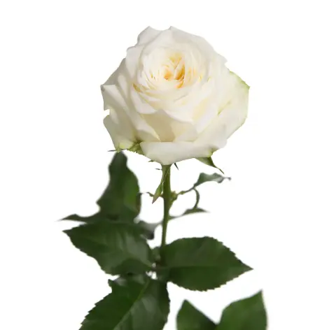 Candle Light - PNG .webp