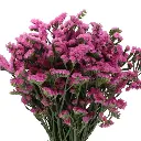 STATICE-ETERNAL-PINK-80cm.webp