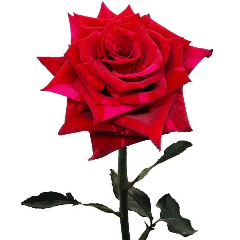 Red_Panther_Roses.webp
