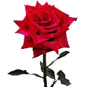 Red_Panther_Roses.webp