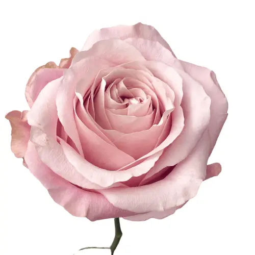 Untitled design (47).webp