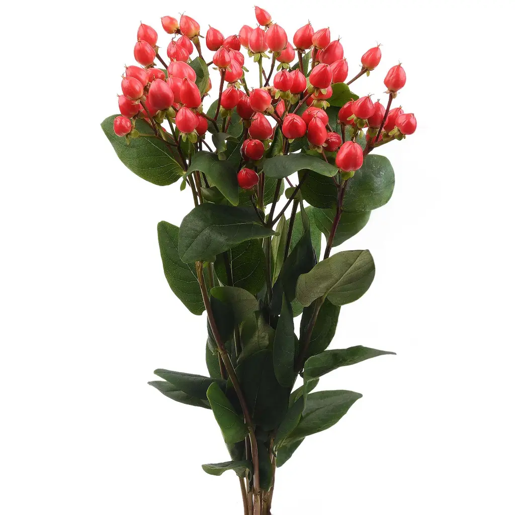 4215-esmeralda-farms-hypericum-new-red-2.webp