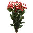 4215-esmeralda-farms-hypericum-new-red-2.webp