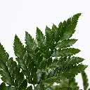 leather-leaf-greenery-online_pri_36_305_l_urhb2.webp