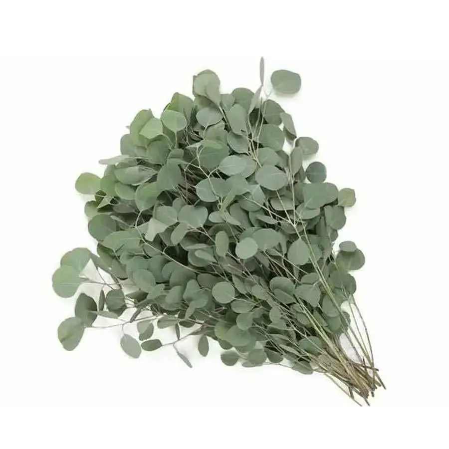 Silver_Dollar_Eucalyptus.webp