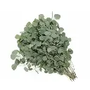Silver_Dollar_Eucalyptus.webp