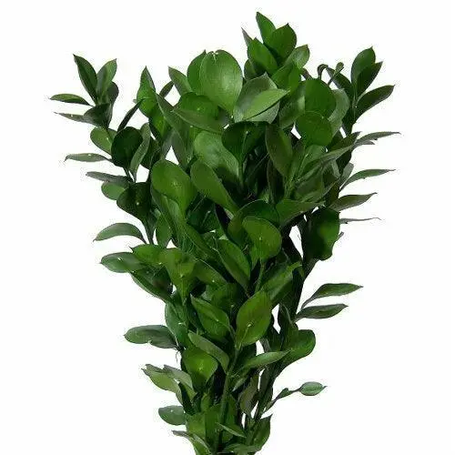 israeli-ruscus-986392.webp
