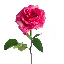 Rose-Pandora-2.webp