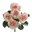 spray-roses-premium-wedding-rosever-light-pink-budpng.webp