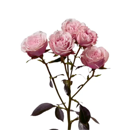 Untitled design (48).webp