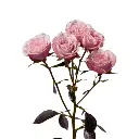 Untitled design (48).webp