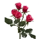 Untitled design (49).webp