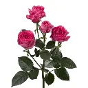 Untitled design (50).webp