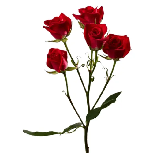 Untitled design (51).webp