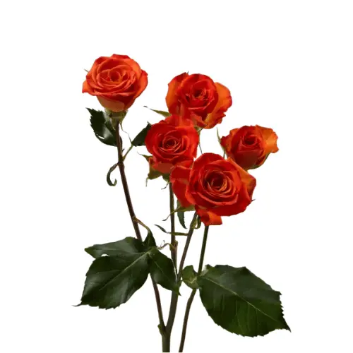 Untitled design (53).webp