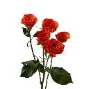 Untitled design (53).webp