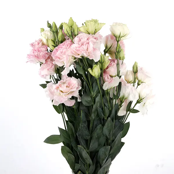 Lisianthus-Light-Pink-Big-600x600-1.webp