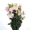Lisianthus-Light-Pink-Big-600x600-1.webp