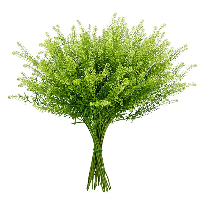 Lepidium_Green_Z.webp