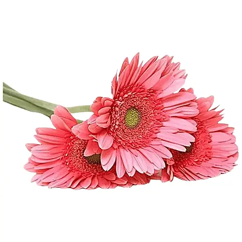 Untitled design (65).webp