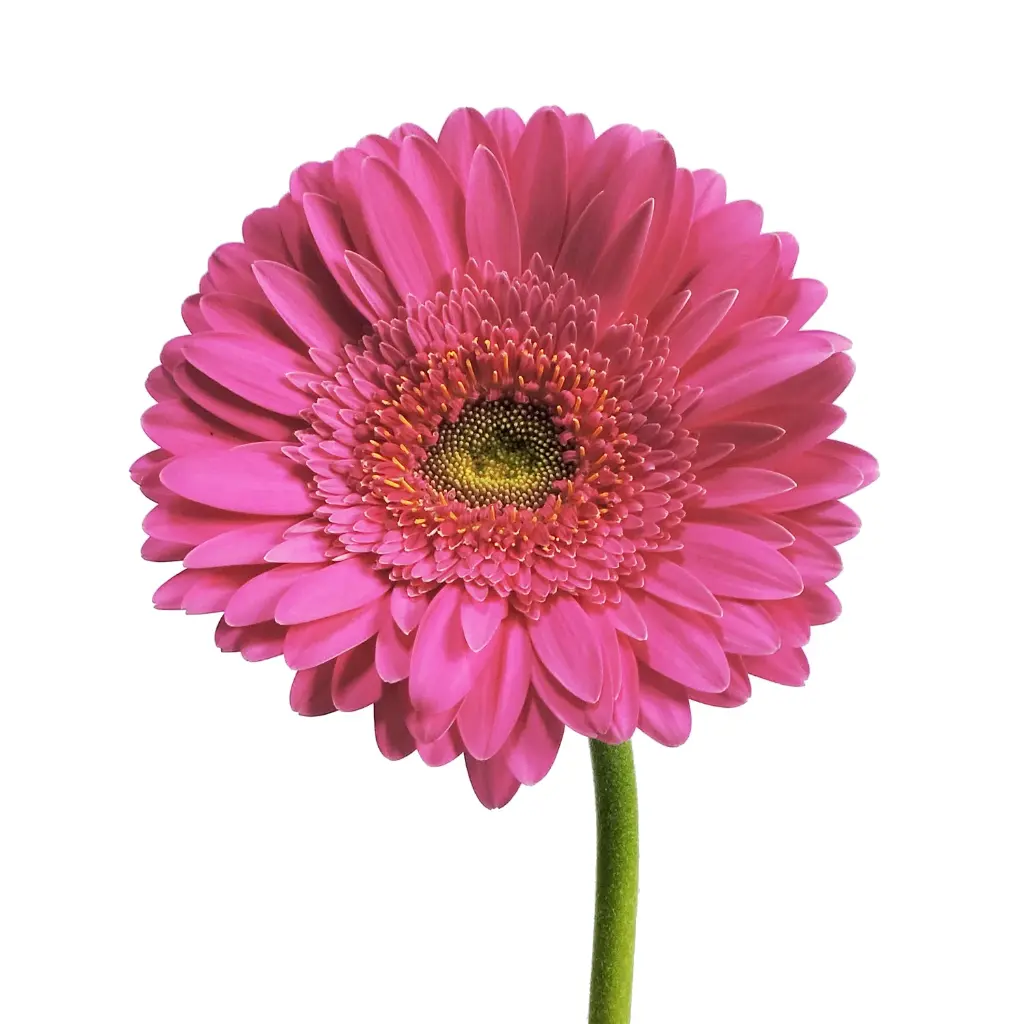 gerbera_hot_pink_Bloomingmore.webp