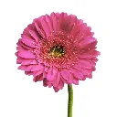 gerbera_hot_pink_Bloomingmore.webp