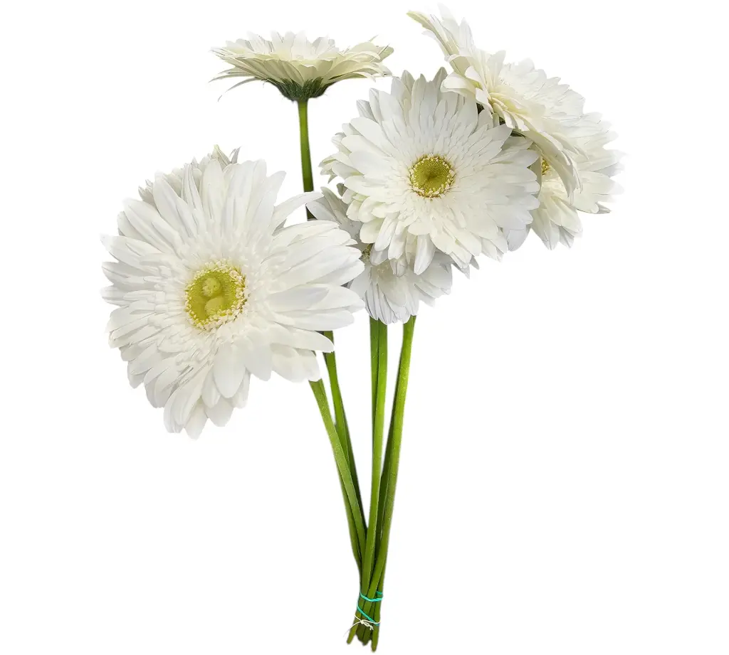 Gerbera-White.webp