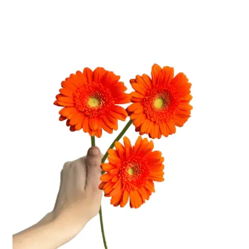 Untitled design (66).webp