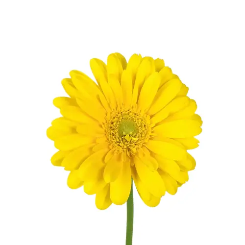 Untitled design (67).webp