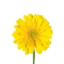 Untitled design (67).webp