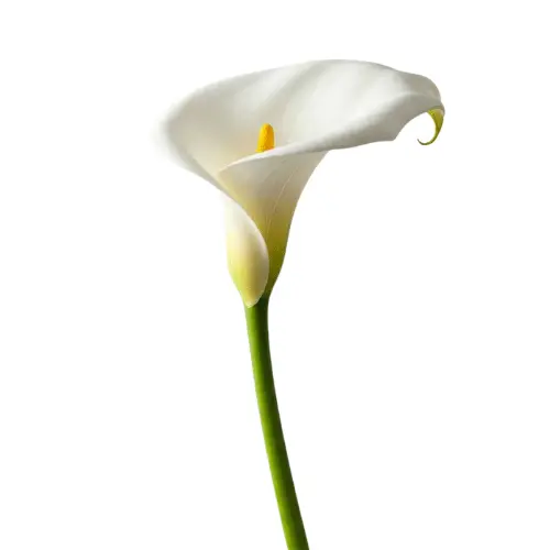 Untitled design (68).webp