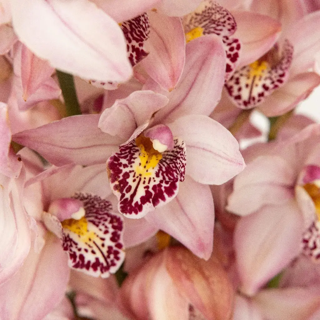 mini-cymbidium-orchids-romantic-pink-wholesale-flowers-close-up_7c40b_n1aj5.webp