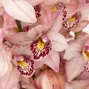 mini-cymbidium-orchids-romantic-pink-wholesale-flowers-close-up_7c40b_n1aj5.webp